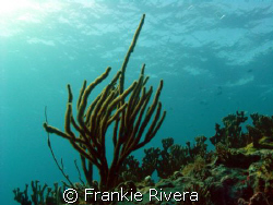 Top of a seamount by Frankie Rivera 